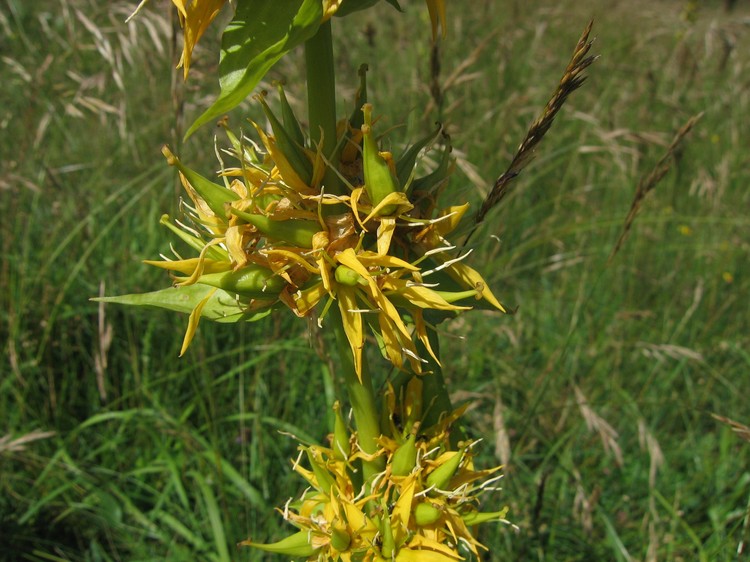 Gentiana lutea